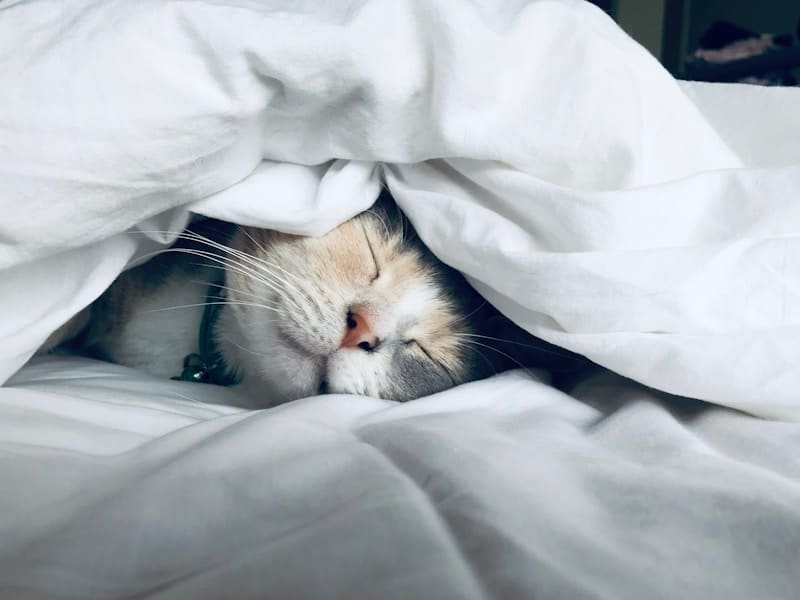 Sleep therapy and relaxation