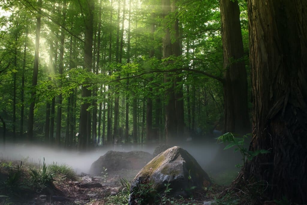 Misty forest