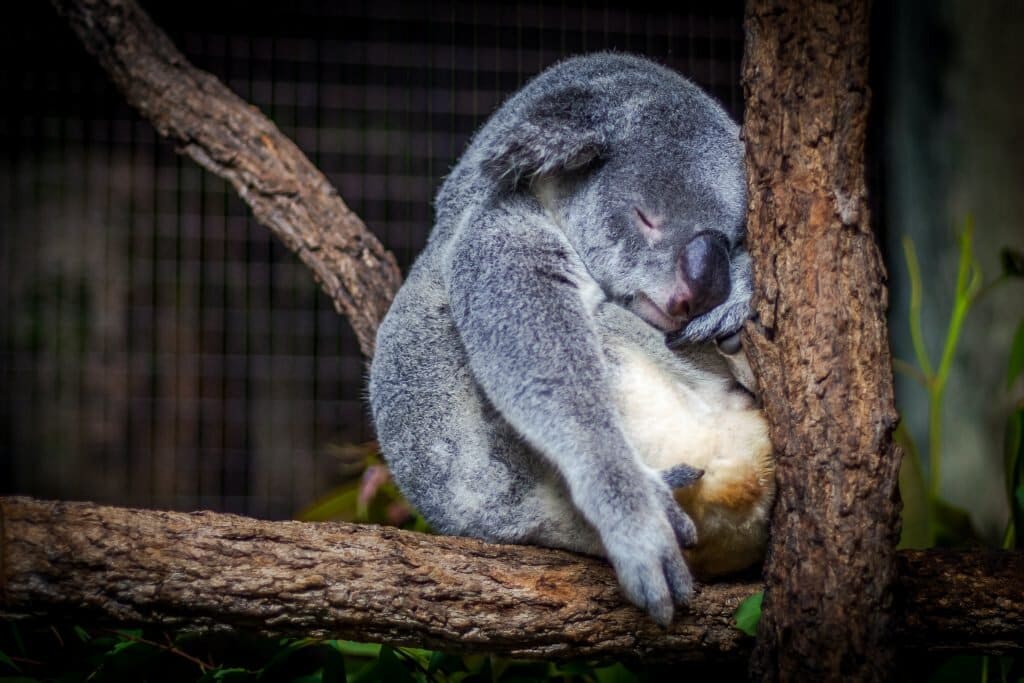 Sleep and relaxation